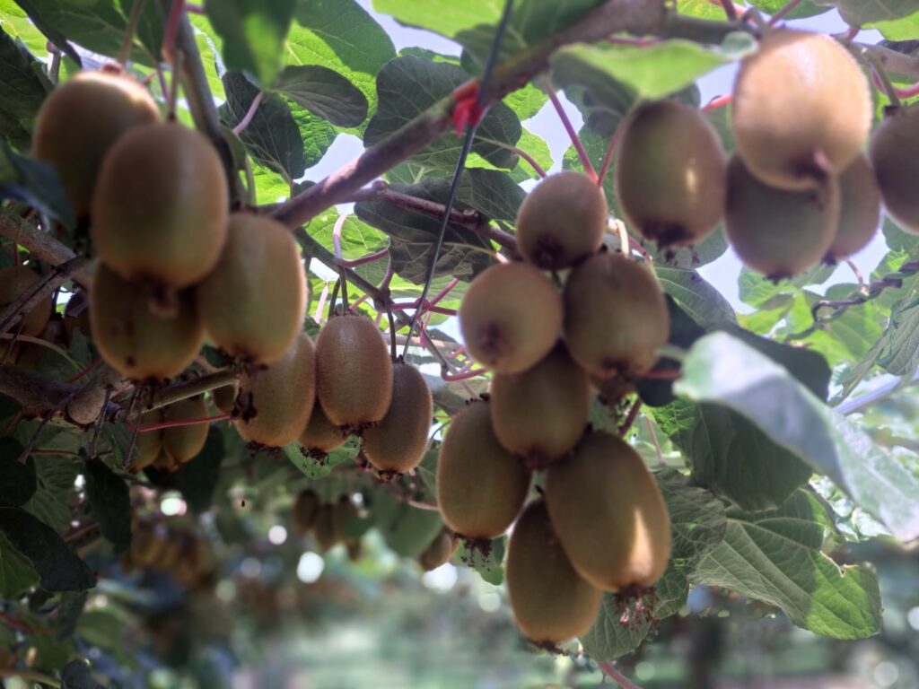 Παραγωγή ακτινιδίων Sketos Fruits